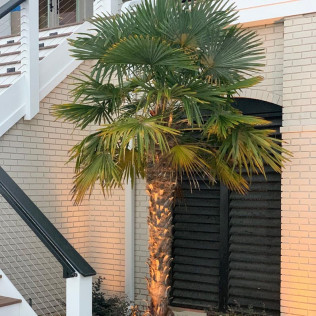 Palm Trees | Myrtle Beach, SC | Southern Scapes Landscaping & Garden Center